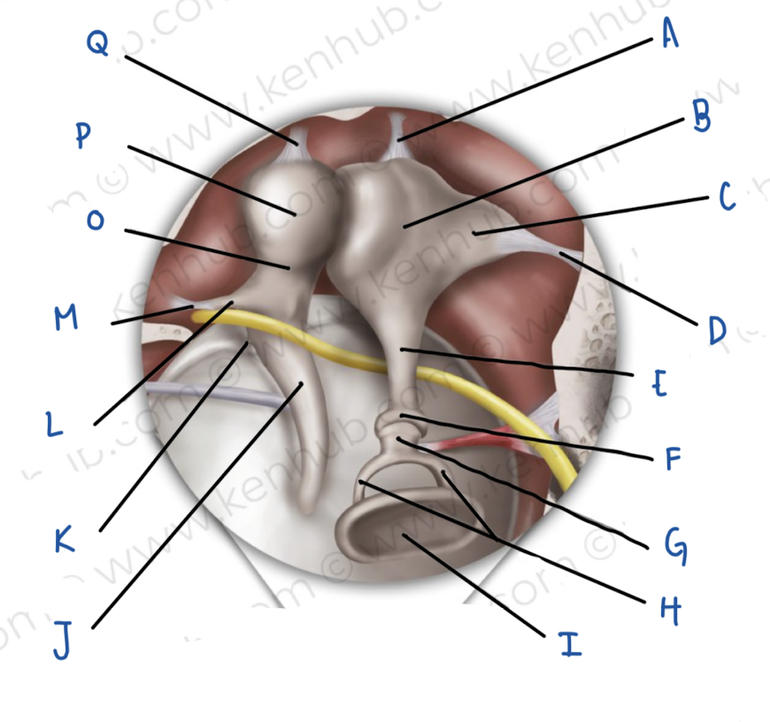 <p>Name the middle ear structure labeled G</p>