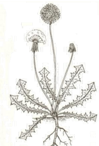 <p>short stem with leaves close to the ground/basal leaves</p>