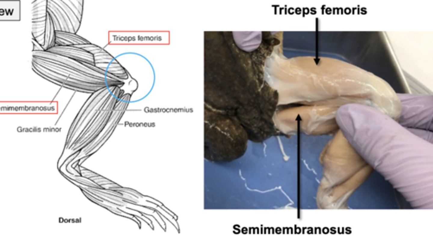 <p>triceps femoris extends, semimembranosus flexes</p>