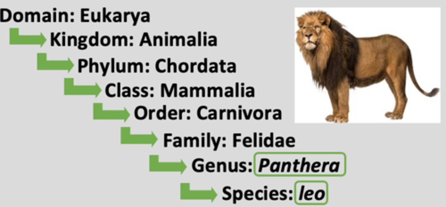 <p>2-part scientific name (based on genus + species)</p>
