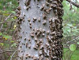 <p>Location: floodplains</p><p>Leaf: simple, alternate, serate entire margin</p><p>Bark: very distinct, light grey, covered in warts</p>