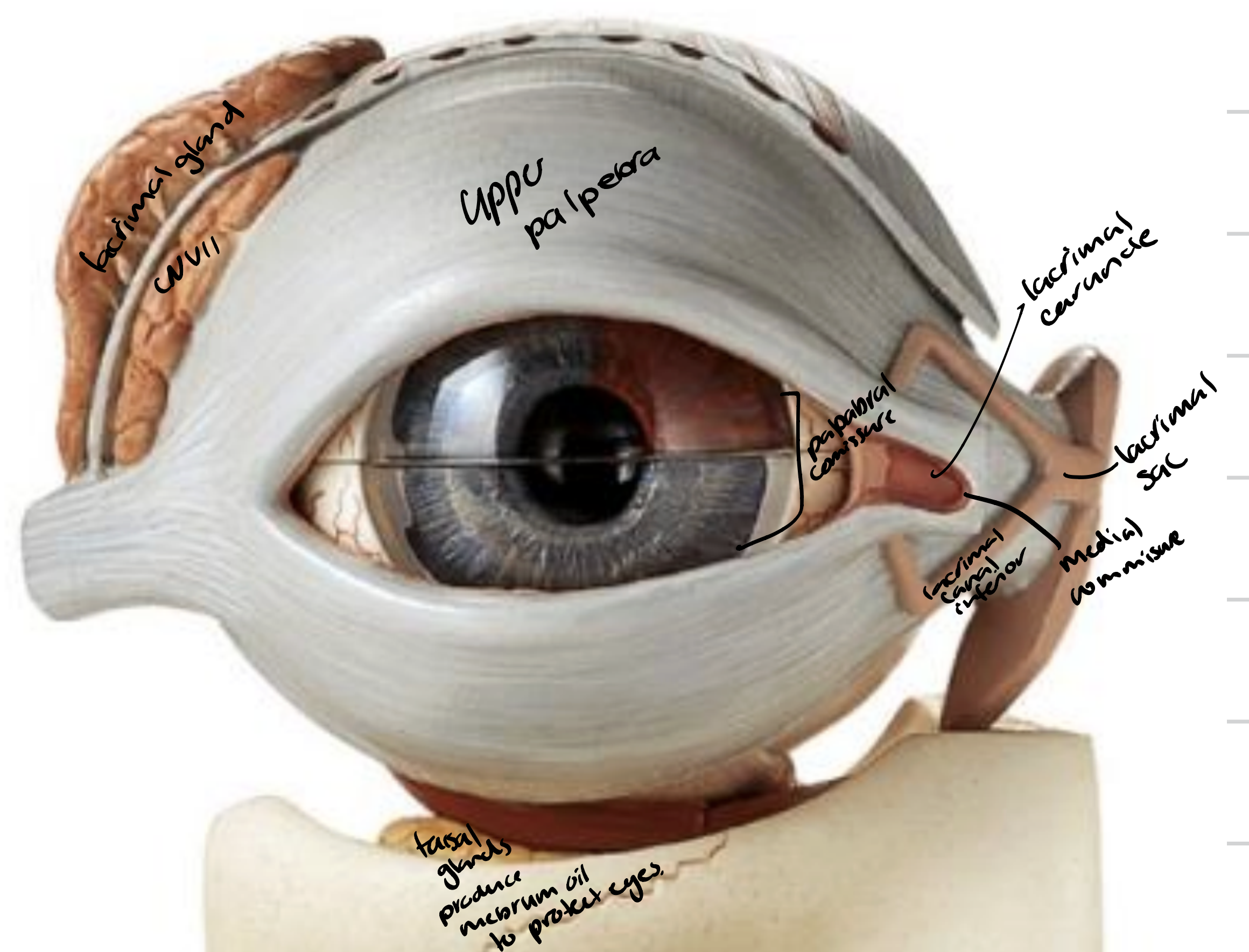 <ul><li><p>Upper palpebra </p></li><li><p>Lacrimal caruncle </p></li><li><p>Medial commissure </p></li><li><p>Palpabral fissure </p></li><li><p>Lacrimal gland </p></li><li><p>Superior and inferior lacrimal canals </p></li><li><p>Lacrimal sac</p></li></ul><p></p>