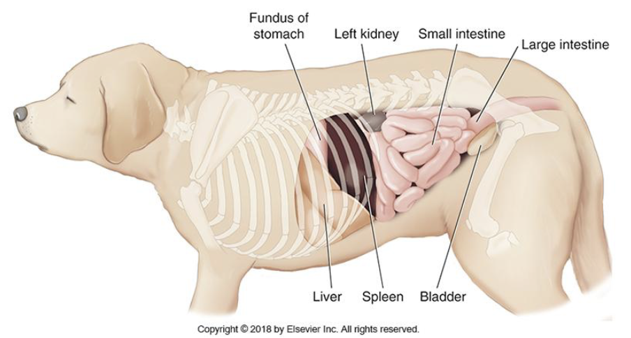 <p>organs of the abdomine</p>