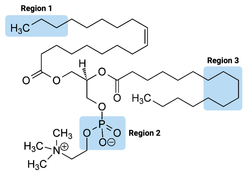 <p><span>Region 3 of the molecule is considered ____.</span></p><ul><li><p><span>a. amphiphilic</span></p><p></p></li><li><p><span>b. hydrophilic</span></p><p></p></li><li><p><span>c. hydrophobic</span></p></li></ul><p></p>
