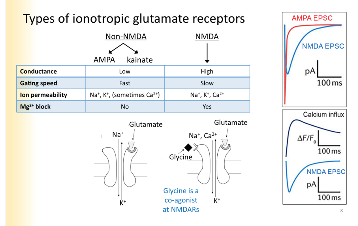 <p>Non NMDA vs NMDA</p><p>COMPARE THEM LOOK AT PICTURE</p><p><strong>AMPA</strong>- fast, excitatory neurotransmission</p><p>low conductance</p><p>na, k, ca- sometimes ca2+ permeability </p><p>No Mg2+ block</p><p>at most active zones, reacting immediately to release of glutamate</p><p></p><p>NMDA</p><ul><li><p>high conductance</p></li><li><p>slow gating speed</p></li><li><p>Na, k, ca- significant ca2+ permeability </p><p>yes mg2+ block </p></li><li><p>ca2+ flouresces when its bind to </p></li></ul><p>AT REST, NMDA receptors are blocked by magnesium </p><p>pore of channel has mg2+ ion in it</p><ul><li><p>Need two agonists to respective binding sites to activate- glutamate and glycine</p></li><li><p>Why do you focus on glutamate and ignore glycine: in most synapses, glycine is abundant. There is enough glycine to be bound to active sites- just waiting on glutamate </p></li></ul><p></p><hr><p>Why do glycine recpetors separately exist?</p><ul><li><p>at post synaptic glycine synapses where glycine exists, glycine receptors only react to released glycine from vesicle and not free calcium all around the cell</p></li></ul>
