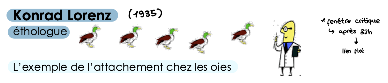 <ul><li><p>psychologue et zoologiste autrichien, célèbre pour ses travaux sur l'imprégnation chez les oiseaux et ses contributions à la compréhension du comportement d'attachement</p></li></ul><ul><li><p>éthologue</p></li><li><p>exemple de l’attachement chez les oies</p></li><li><p>attachement chez les oiseaux très différents des mammifères</p><ul><li><p>observations ouvrent la porte à de nouvelles théories de l’attachement</p></li></ul></li><li><p>a découvert le mécanisme d'empreinte</p></li></ul><p></p>