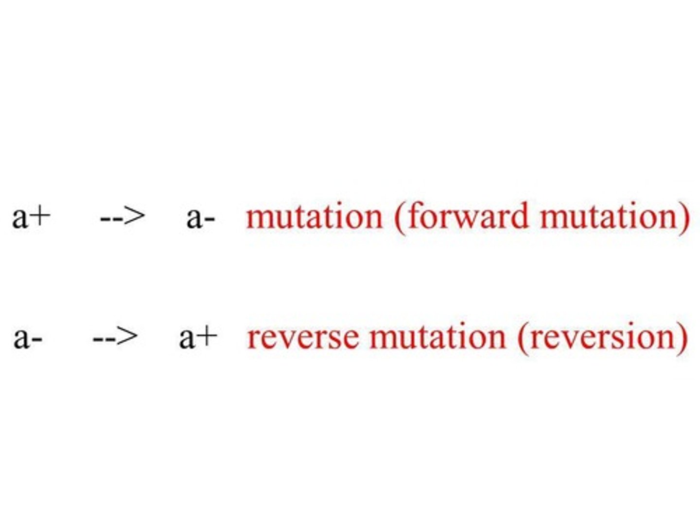 <p>A forward mutation is a genetic change that alters a wild-type allele to a mutant allele.</p>