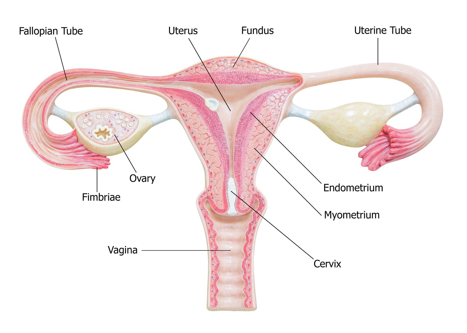 <p><span style="color: rgb(43, 49, 80)">Which of the following is the primary organ of the female reproductive system responsible for releasing mature eggs?</span></p><p><span style="color: rgb(43, 49, 80)"><em>The&nbsp;</em></span><strong><em>ovaries</em></strong><span style="color: rgb(43, 49, 80)"><em> are located in the female pelvic region and have the primary role of </em></span><strong><em>releasing eggs every month during menstruation.</em></strong><span style="color: rgb(43, 49, 80)"><em> In addition, they produce and release estrogen, which is the primary female reproductive hormone. Ovaries exist in pairs, with one on each side of the uterus.</em></span></p>