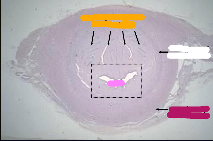 <p>Identify the cut:</p><p>Identify the structure:</p><p>Specie:</p><p>Stain used:</p><p>Orange:</p><p>White:</p><p>Pink:</p><p>Magenta:</p>