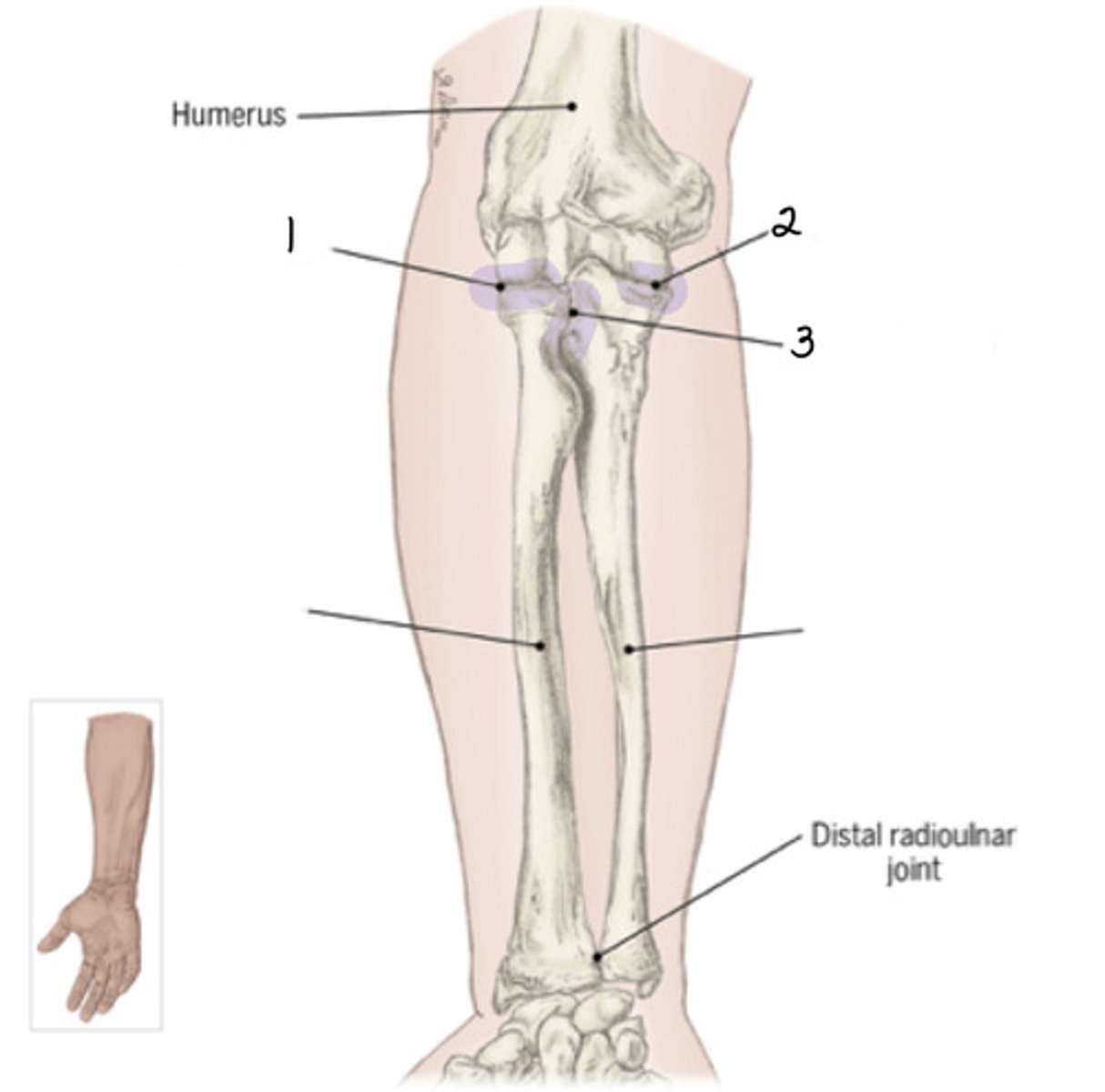 <p>Identify 2 (joint)</p>