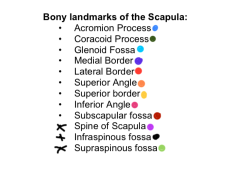 <p>Superior Angle</p>