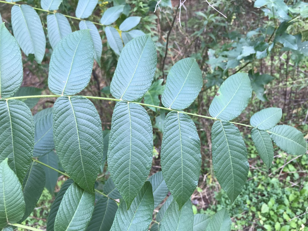 <p>butternut, white walnut</p><p>Family: Juglandaceae</p><p>Natural history: Attacked and killed by butternut canker, an introduced fungal disease. Butternut has been virtually eliminated from North and South Carolina. Now also threatened by thousand cankers disease, another fungal pathogen. Wood similar to Juglans nigra but not as strong, can be stained to look quite similar.</p>