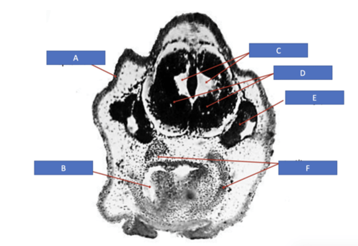 <p>identify B</p>