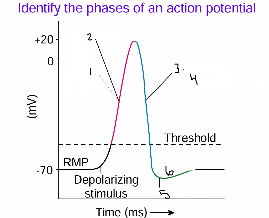 <p> Identify the phases of an action potential</p>