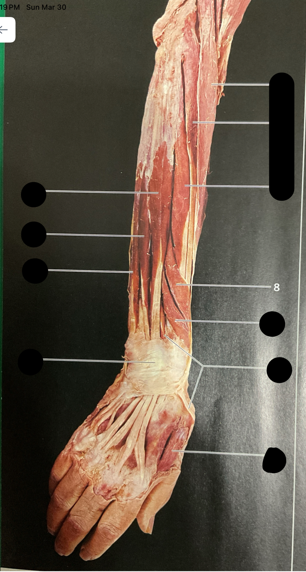 knowt flashcard image