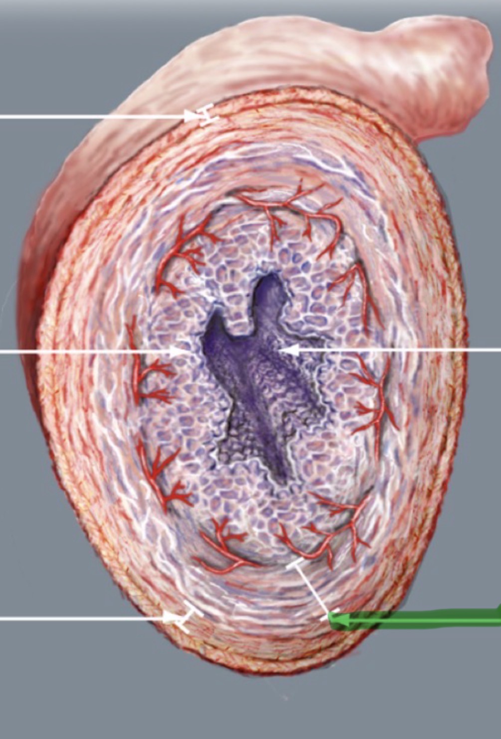 <p>Wat is hier aangeduid</p>