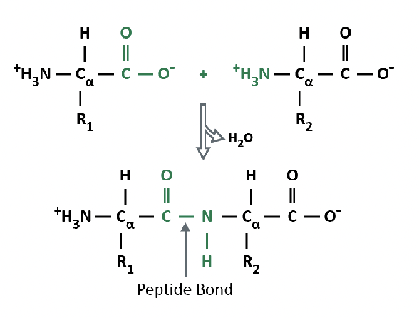 * amino acids can be covalently bonded together into peptides by the formation of a peptide bond (condensation reaction releases a molecule of water)
* peptide bonds are formed by a condensation reaction between amino group of one amino acid and the carbonyl group of another