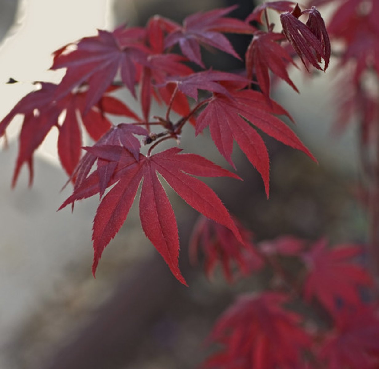 <p>Japanese Maple</p>