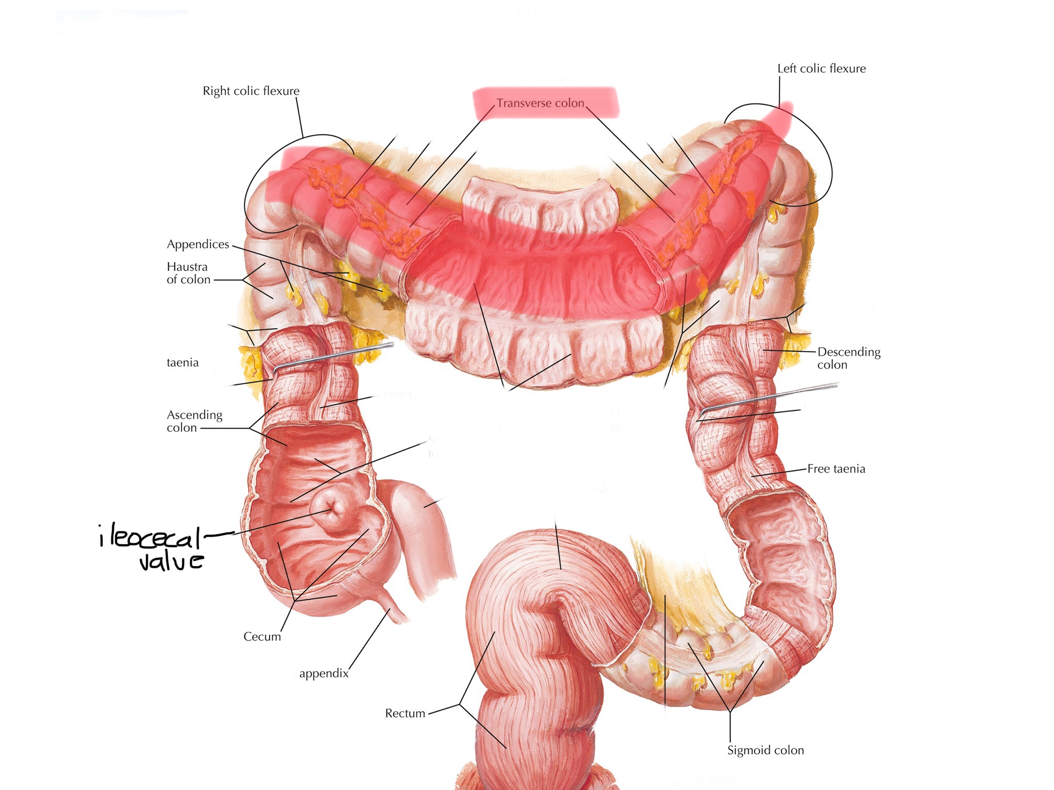 knowt flashcard image
