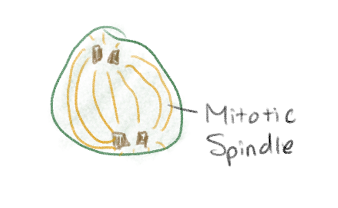 <p>Microtubules and associated proteins</p><p>Starts assembly at centrosomes (centrioles in animal cells only)</p>