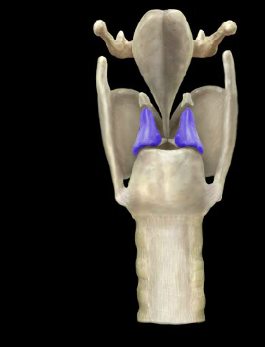 <p>helps move vocal folds for sound production</p><p>bottom part of triangle shapr</p>