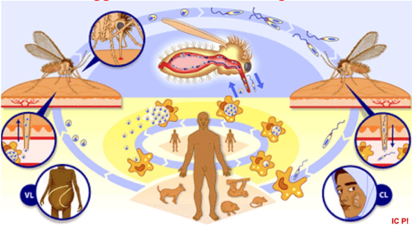<p>1. amastigote infect Sandfly (vector)<br>2. midgut: amastigote =&gt; procyclic promastigote<br>3: Intestine: binary fission<br>4. Pharynx: =&gt; metacyclic promastigote<br>5. Infect new host when sucking blood<br>6. macrophage phagocyted by <br>macrophage. <br>7. turns into amastigote + protective vacuole around<br>8. binary fission until machrophage burst<br>9. released amastigote can infect new macrophages, infect new vector, or cluster in visceral organs, skin and mucos</p>
