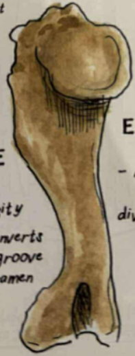<p>lateral tuberosity almost converts bicipital groove into foramen </p>