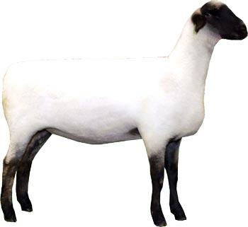 <p>what sheep is this?</p>