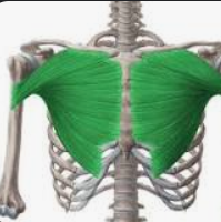 <p>origin: clavicle, sternum, cartilage of upper ribs, <span style="font-family: Calibri, sans-serif">aponeurosis of </span>external oblique </p><p>insertion: greater tubercle of humerus </p><p>functions: brings elbows together and helps with adduction of shoulder </p>