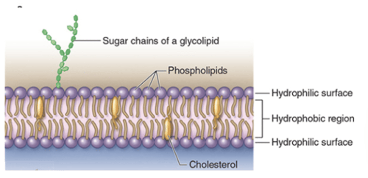 <p>When are phospholipids very stable?</p>