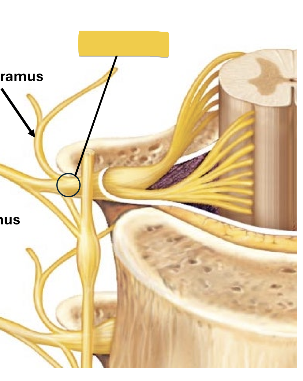 <p>short segment carrying ALL sensory and motor impulses at certain level of spinal cord</p>