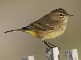 <p>What bird is this?</p>