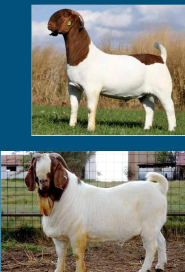 <ul><li><p><strong>meat breed </strong></p></li><li><p>originated in <strong>south africa </strong></p></li><li><p>cross btw Kalahari Red and Savannah </p></li><li><p><strong>most popular meat breed in US </strong></p></li><li><p>low maintenance breed </p></li><li><p>good kidding rate </p><ul><li><p>3 kiddings ever 2-years </p></li><li><p>do well with out of season breeding </p></li></ul></li><li><p>Great performance </p><ul><li><p>rate of gain </p></li><li><p>carcass quality </p></li></ul></li></ul>