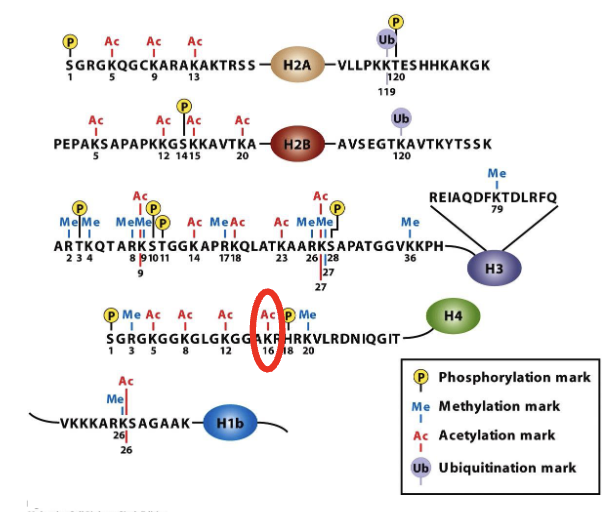 <p><em>chemical modificaiton of histone proteins regulate the compaction of chromarin which in turn controls gene expression …by making the DNA more or less accessibel to the transcription machinery </em></p><ul><li><p><strong>Acetylation</strong> of lysine</p><ul><li><p><em>neutralizes the positive charge of the AA group&nbsp;</em></p></li></ul></li><li><p>other modifications can<em> change the charge of the side chains</em></p><ul><li><p>e.g.: <strong>methylation</strong>, <strong>phosphorylation</strong> and <strong>ubiquination </strong><em>(not a mark for degradation in this scenario since just one Ub)</em></p></li></ul></li></ul><p></p>