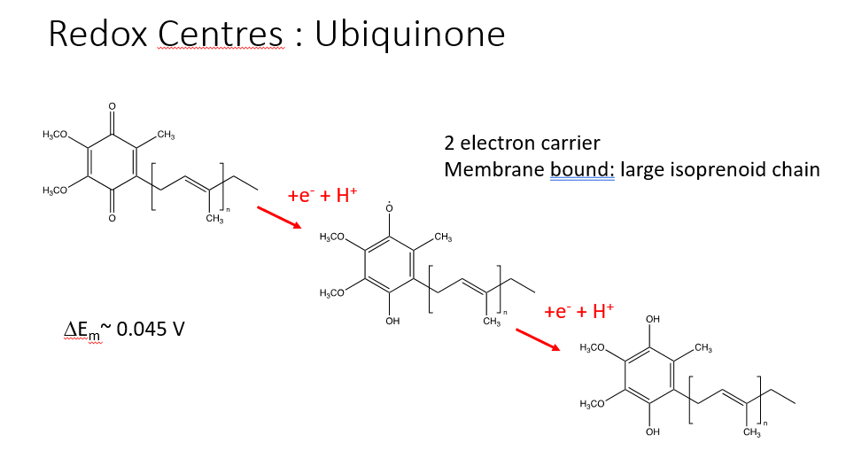 <ul><li><p>formed in the membrane and is anchored by a large isoprenoid chain </p></li><li><p>ubiquinone —&gt; ubiquinol </p></li></ul><p></p>