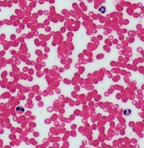 <p>Identify this connective tissue, its location, and its function.</p>