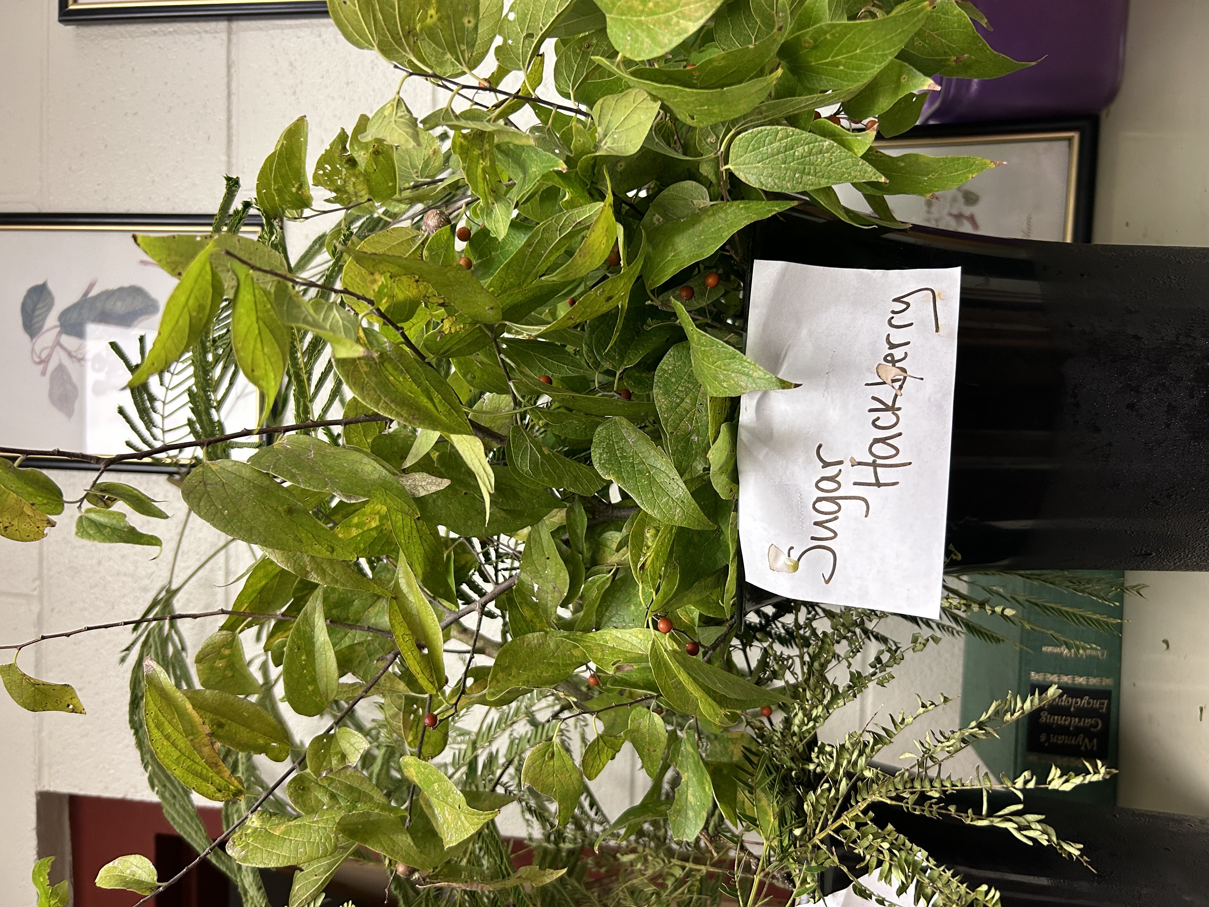 <p>Sugar Hackberry</p>