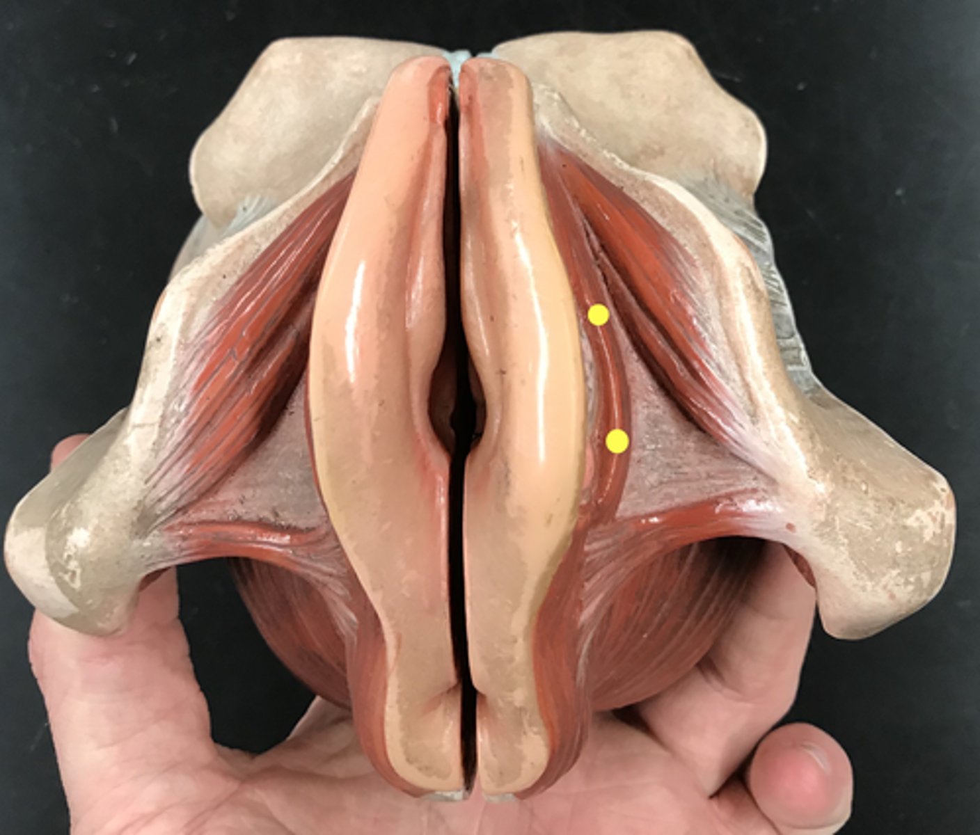 <p>Males: assists emptying of urethra</p><p>Females: constricts vagina</p><p>Vertical muscle</p>