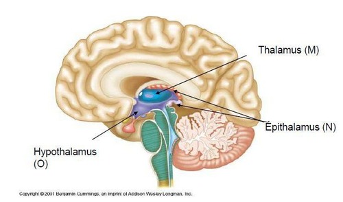 <p>Thalamus, Hypothalamus and Epithalamus.</p>