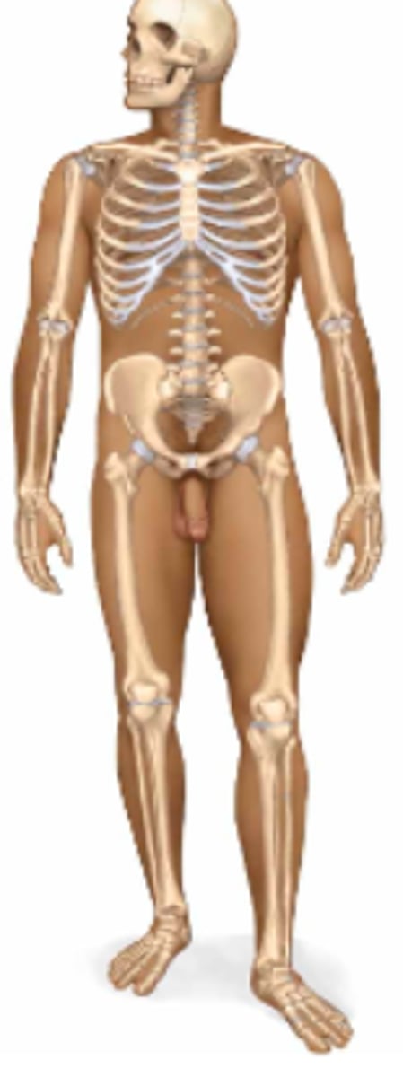 <p>Name the body system & its included organs</p>