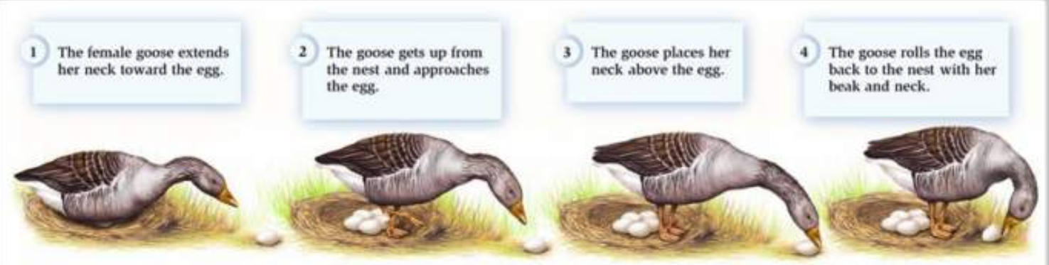 <p>innate releasing mechanisms are triggered by stimulus → cause neural activation → then specific sequence of behaviours called Fixed Action Pattern:<br>- stereotyped<br>- universal<br>- unaffected by learning<br>- ‘ballistic’<br>- single purpose<br>- a response to an identifiable specific sign stimulus</p>