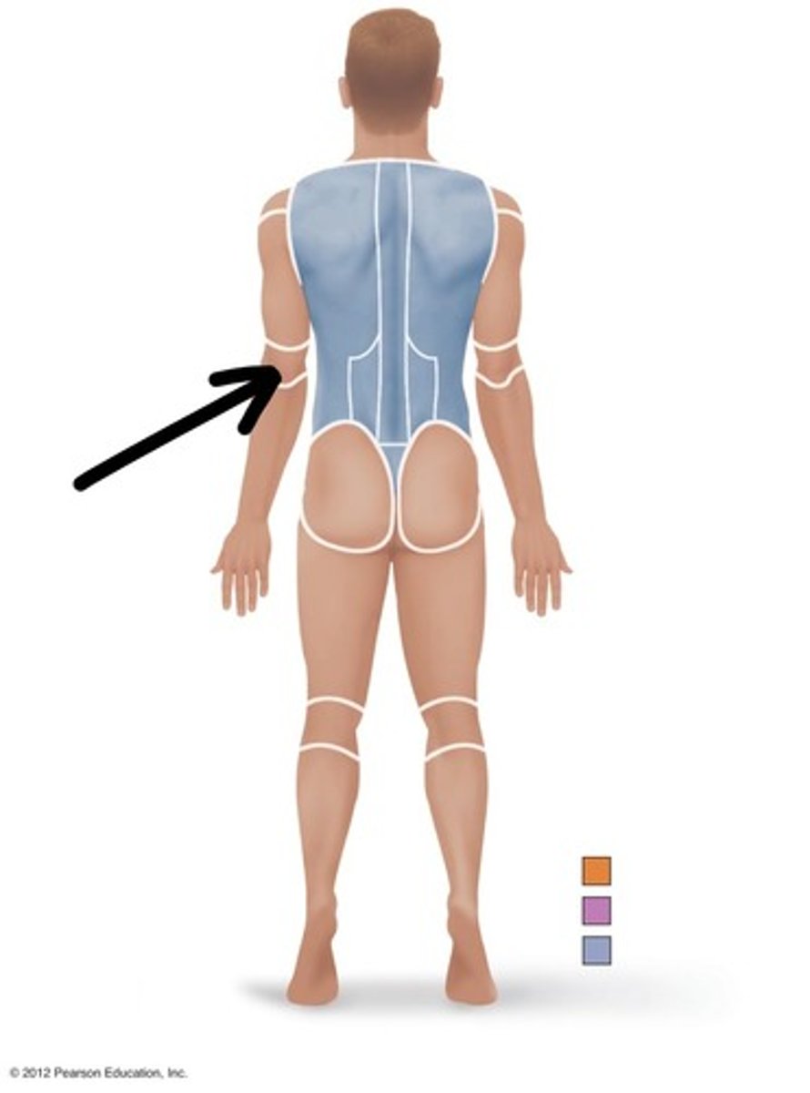 <p>Relating to the back of the elbow.</p>