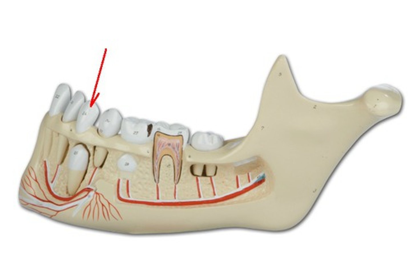 <p>Identify the structure, organ, or bone.</p>