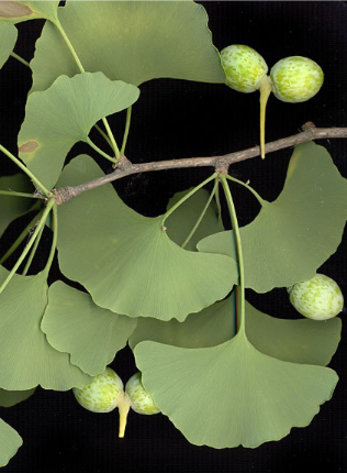 <p>what is a special trait about gingkophyta leaves?</p>