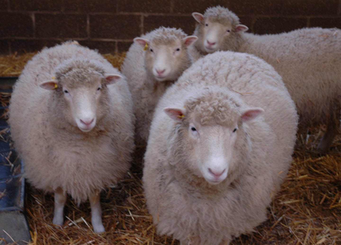 <p>An organism that is genetically identical to the organism from which it was produced, Dolly the sheep first mammal to be cloned</p>