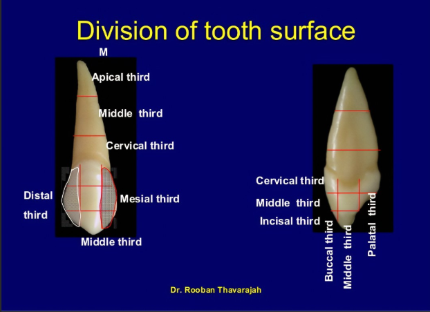 <ul><li><p>slightly more rounded on distal side of incisal ridge</p></li><li><p>more angled on mesial side</p></li><li><p>apex of root usually curves distally </p></li></ul><p></p>