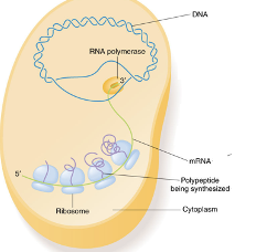 <p>Gene Expression-Prokaryotes </p>
