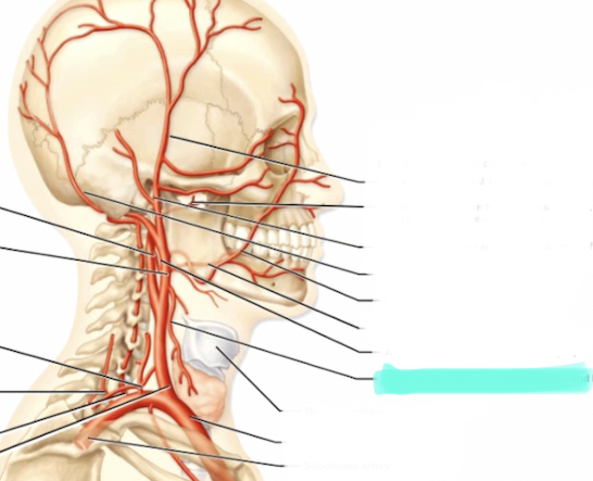 <p>Branch of external carotid</p>