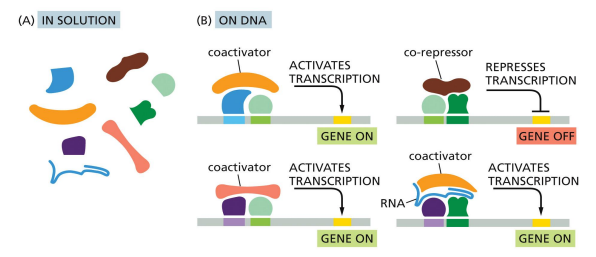 <p>only bind to proteins that are already bound to DNA, do not directly bind to DNA</p><p>works in a complex and aids activators and repressors with regulating gene expression</p>