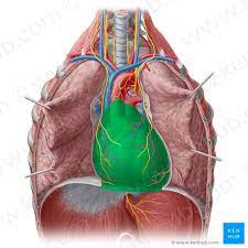 <p>Pericardial Cavity</p>